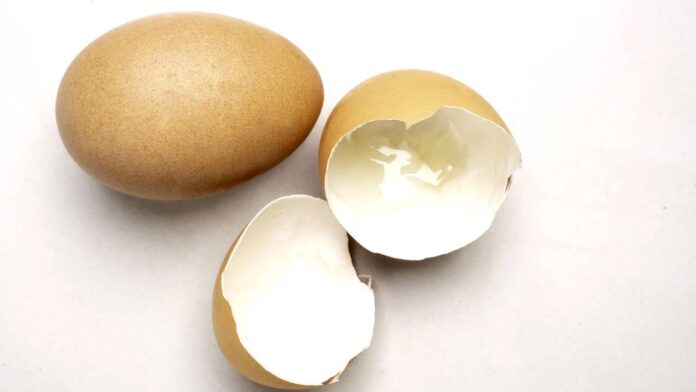 a-reutilizacao-da-casca-de-ovo-tornou-se-uma-tendencia-por-esses-motivos-surpreendentes a-reutilizacao-da-casca-de-ovo-tornou-se-uma-tendencia-por-esses-motivos-surpreendentes