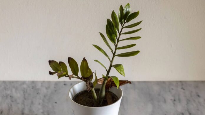 a-planta-que-traz-sorte-e-dinheiro-para-aqueles-que-tomam-cuidado-com-carinho a-planta-que-traz-sorte-e-dinheiro-para-aqueles-que-tomam-cuidado-com-carinho