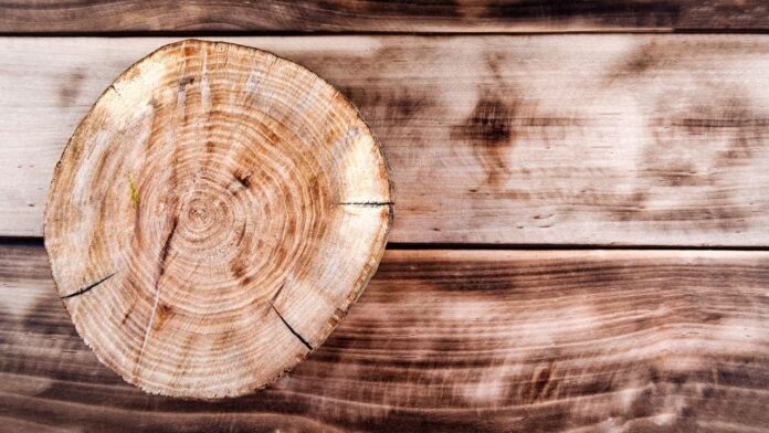 trunk-de-madeira-petrificado-de-30-metros-avaliado-por-600-bilhoes-e-isolado-pela-policia trunk-de-madeira-petrificado-de-30-metros-avaliado-por-600-bilhoes-e-isolado-pela-policia