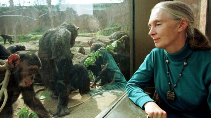 a-famosa-cientista-jane-goodall-morre-aos-91 a-famosa-cientista-jane-goodall-morre-aos-91
