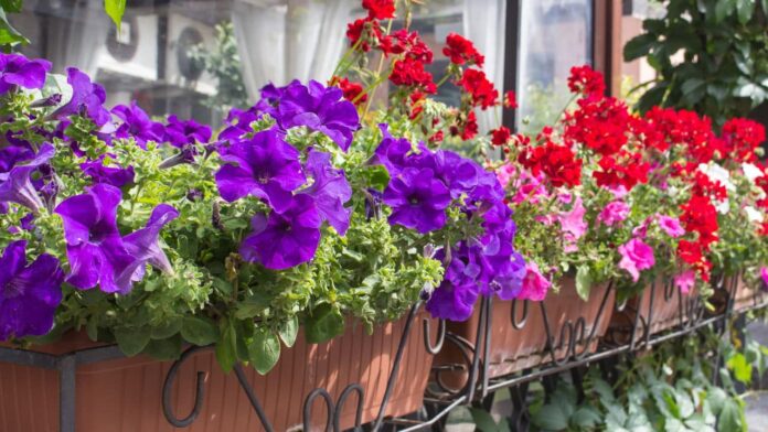 plantas-perfeitas-para-quem-quer-decorar-e-purificar-o-ar-da-sua-casa plantas-perfeitas-para-quem-quer-decorar-e-purificar-o-ar-da-sua-casa