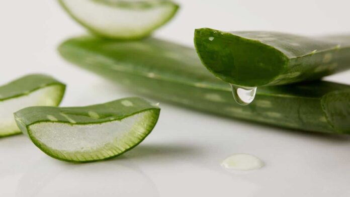 as-4-principais-plantas-que-sao-boas-para-a-pele-e-o-cabelo-e-faceis-de-cultivar as-4-principais-plantas-que-sao-boas-para-a-pele-e-o-cabelo-e-faceis-de-cultivar