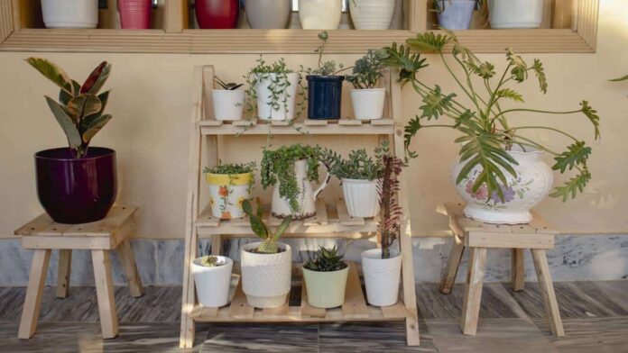 as-4-plantas-que-voce-deve-ter-em-casa-para-proteger-sua-casa-da-inveja as-4-plantas-que-voce-deve-ter-em-casa-para-proteger-sua-casa-da-inveja