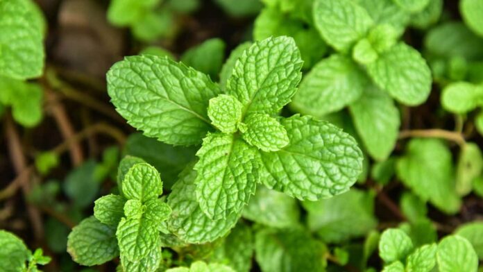 a-planta-milagrosa-que-ajuda-a-reduzir-o-inchaco-e-a-gordura-do-figado a-planta-milagrosa-que-ajuda-a-reduzir-o-inchaco-e-a-gordura-do-figado