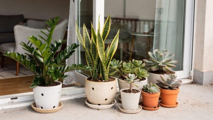 5-plantas-quase-indestrutiveis-para-quem-esquece-de-regar-e-quer-que-sua-casa-esteja-sempre-verde 5-plantas-quase-indestrutiveis-para-quem-esquece-de-regar-e-quer-que-sua-casa-esteja-sempre-verde