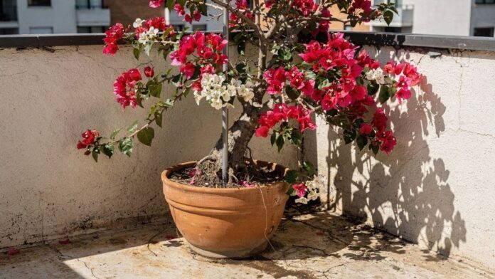 guia-de-vasos-da-santa-rita-ensina-5-passos-para-podar-e-orientar-a-planta-em-espacos-pequenos guia-de-vasos-da-santa-rita-ensina-5-passos-para-podar-e-orientar-a-planta-em-espacos-pequenos